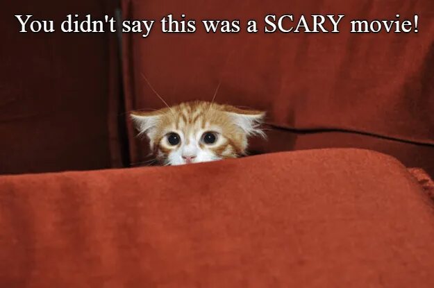 Кот испугался фото Sheesh, it's just a Tom & Jerry cartoon... Scared cat, Kitten, Cats