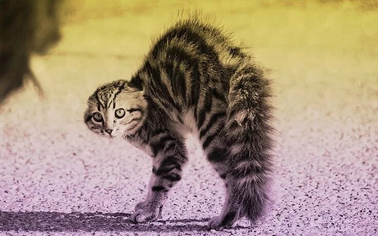 Кот испугался фото chat-concombre Cats, Animal photography, Funny cats