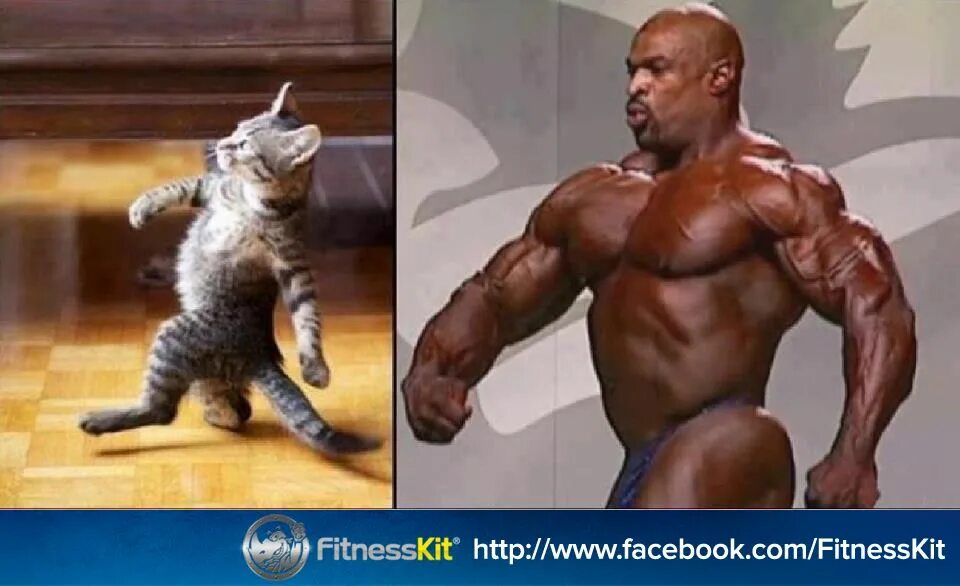 Кот качок фото Un poco de humor :) Gym memes, Funny, Workout humor
