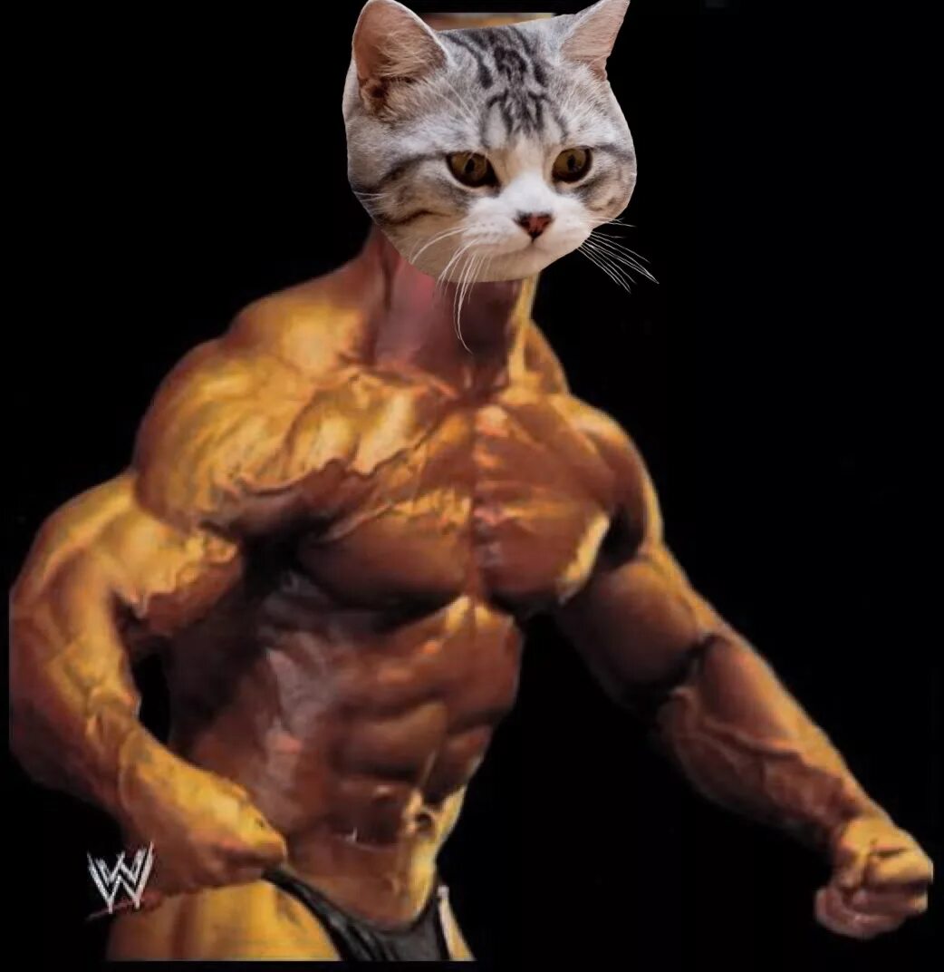 Кот качок фото John Cena's Face Superimposed on Cats