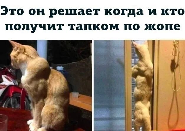 Кот качок фото When you have a formidable cat in your house. 2022 Гвоздь VK