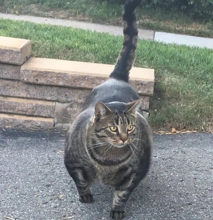 Кот качок фото Buff Cat, A Mysterious Oddly Broad Shouldered Tabby Cat Who's Become the Subject