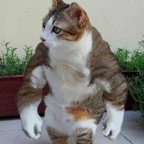 Кот качок фото Stream BUFF CAT by lil bow pete Listen online for free on SoundCloud