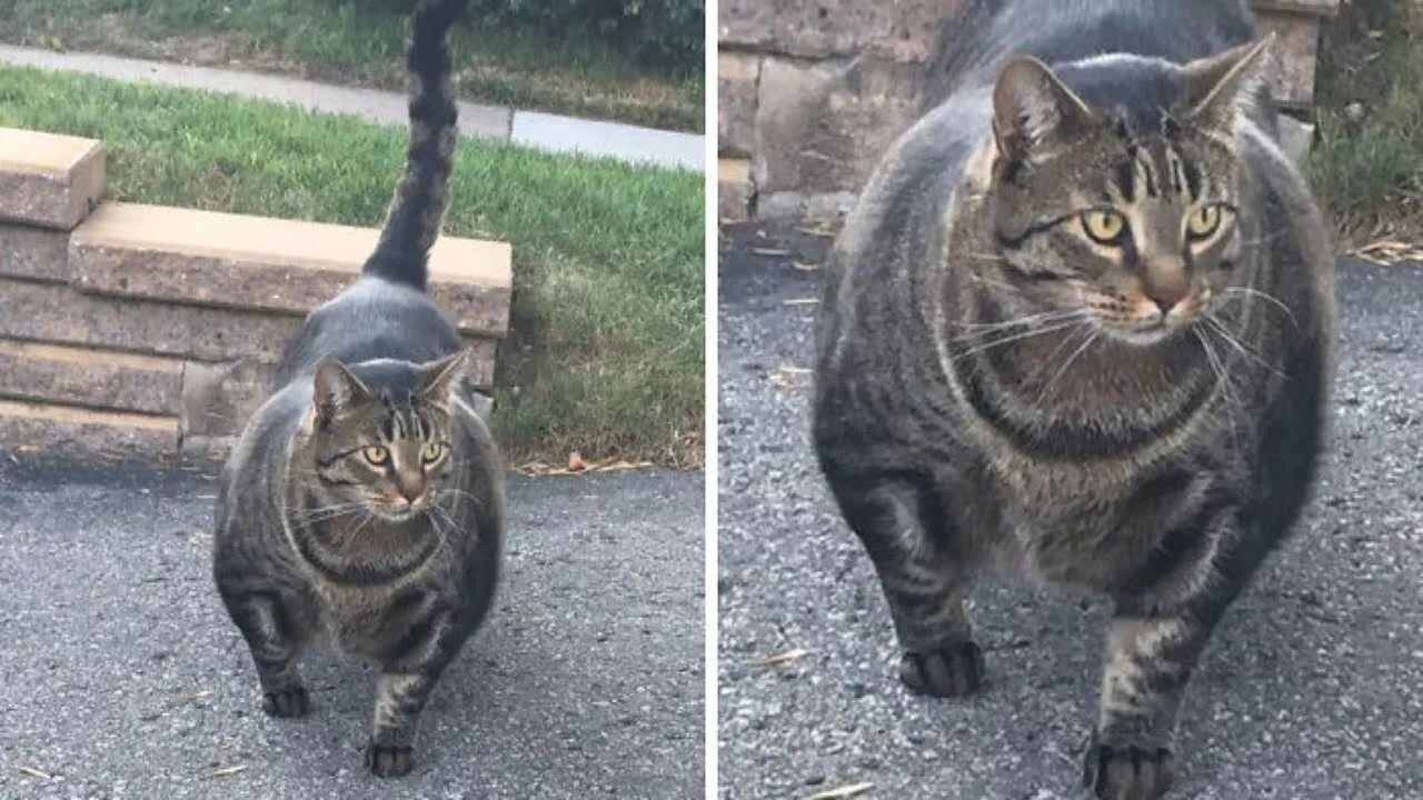 Кот качок фото Insanely Muscular Cat Conquers The Internet And The Memes Are Hilarious - YouTub