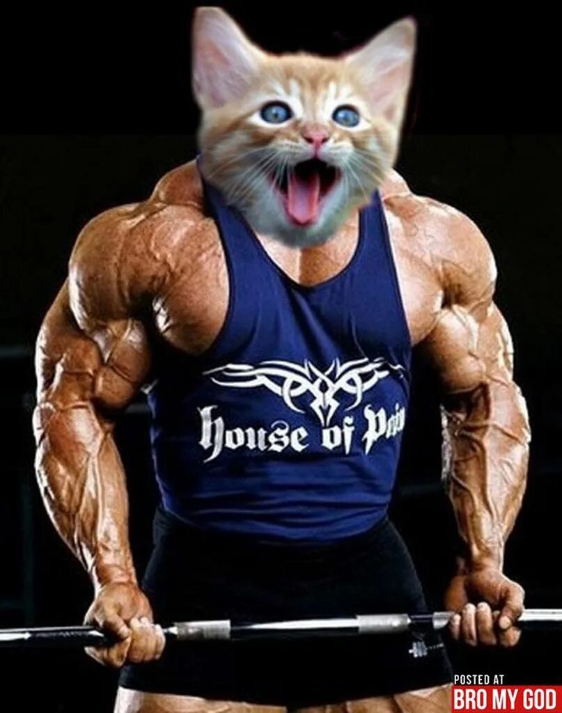 Кот качок фото Power up with some fiskas - Imgur