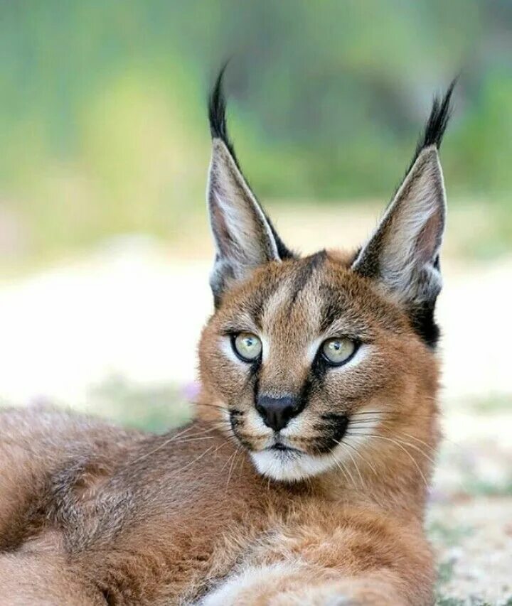 Кот как рысь порода фото Caracal en 2024 Felinos, Animales