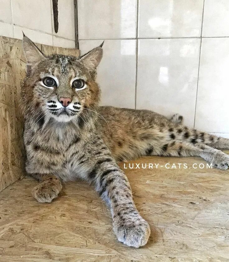 Кот как рысь порода фото Пин от пользователя Mihail Ungheanu на доске animals Кошки, Дикие, Обои