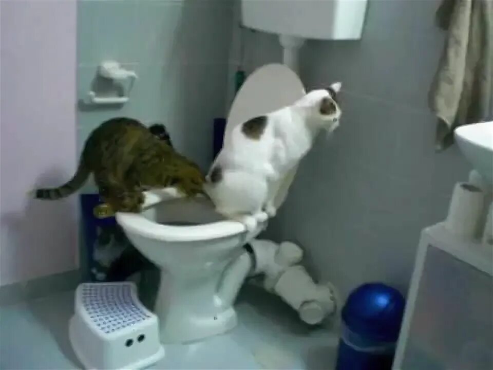 Кот какает фото Кот УРИ учит... Cat gif, Cats, Funny animals