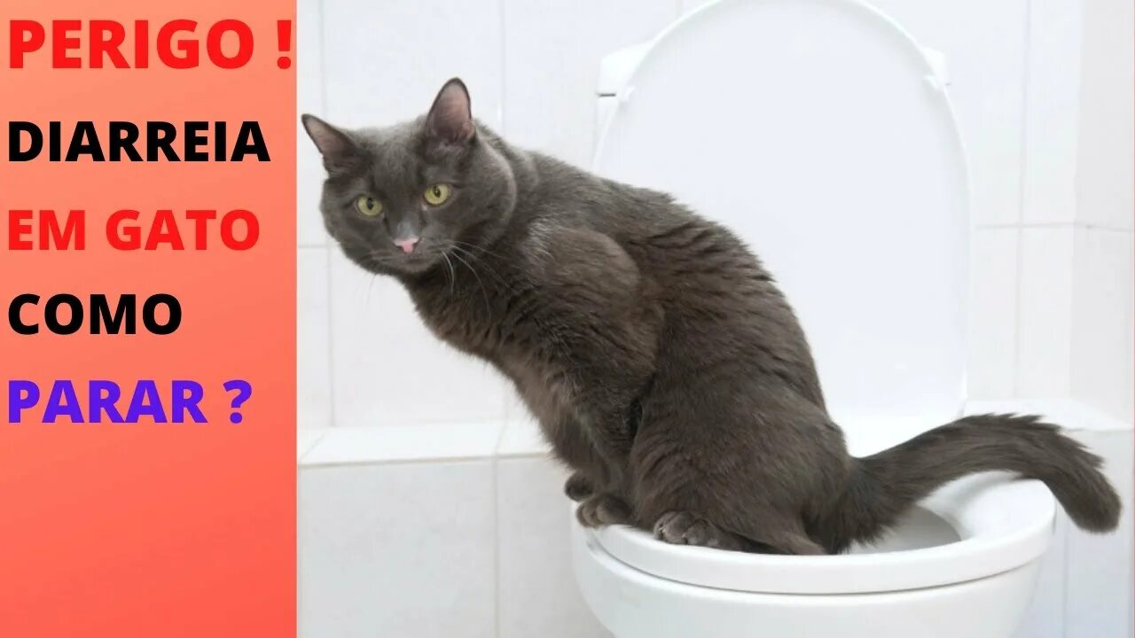 Кот какает фото DIARREIA em GATOS como curar - YouTube
