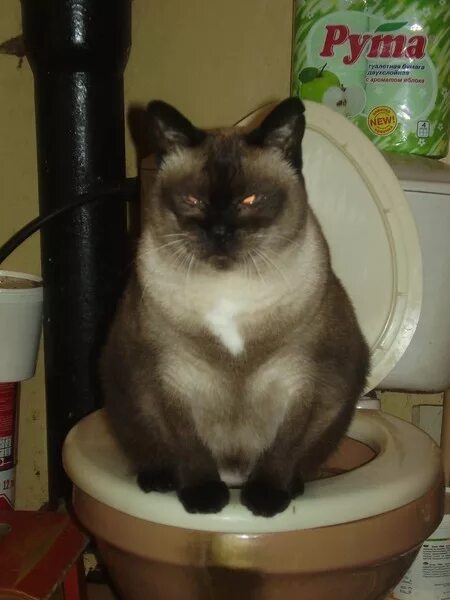 Кот какает фото Ответы Mail.ru: Когда необходимо начать приучать котят к лотку? И как это правил