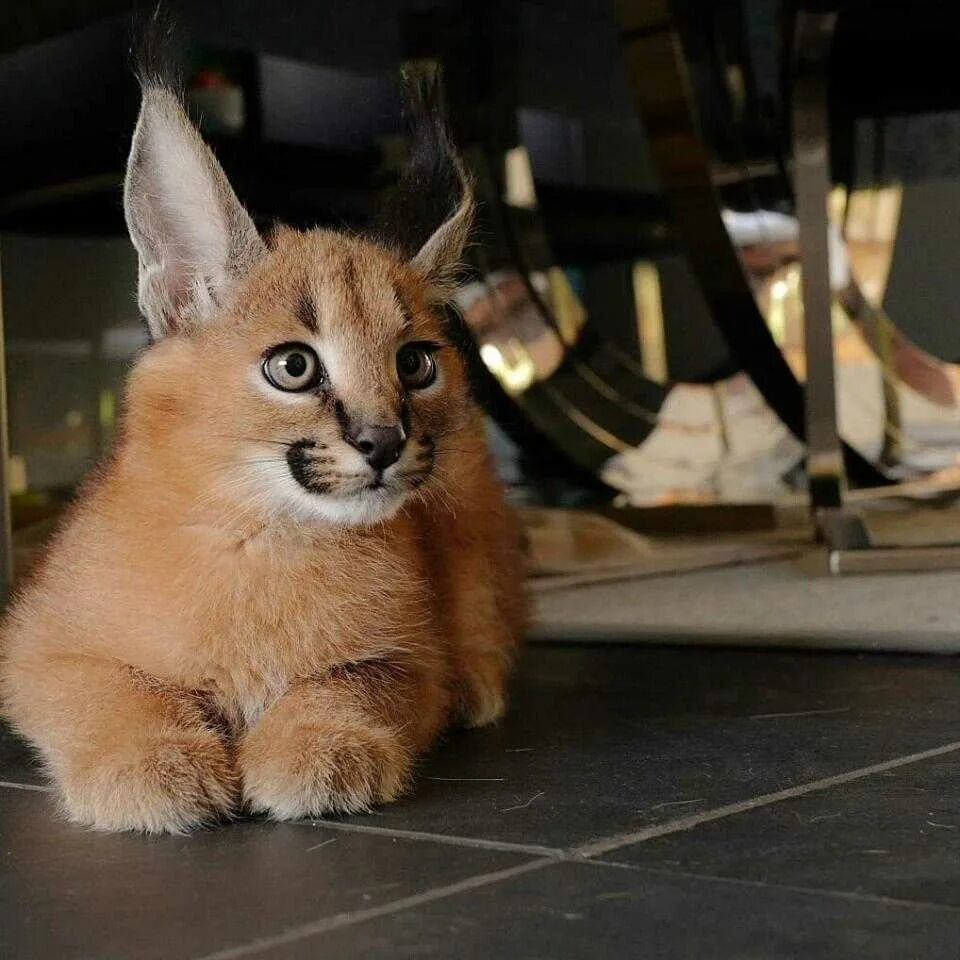 Кот каракал фото Prodloužit kdekoli ochrnutí caracal kočka Hula obruč Přebrodit čtyřstěn