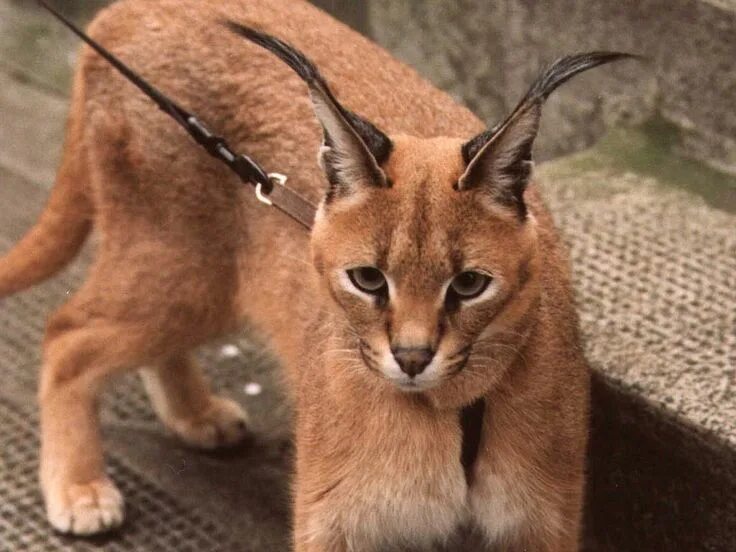 Кот каракал фото Каракал, или Удивительной красоты кошка: ru_cats - ЖЖ Каракал, Детеныши животных
