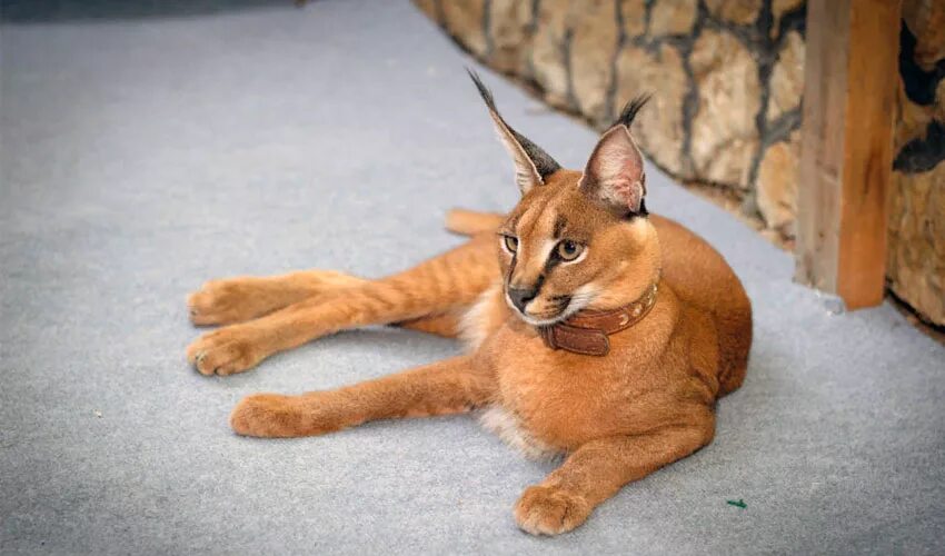 Кот каракал фото Кошка каракал: описание, характер, уход, цена, фото - Mimer.ru