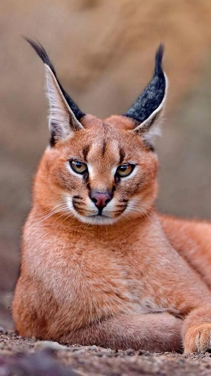Кот каракал фото NATURE Exotic cats, Animals wild, Caracal cat