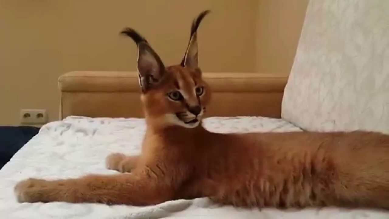Кот каракал фото ♔ VipLeo. Каракал нашего питомника vipleo.com . Caracal - YouTube