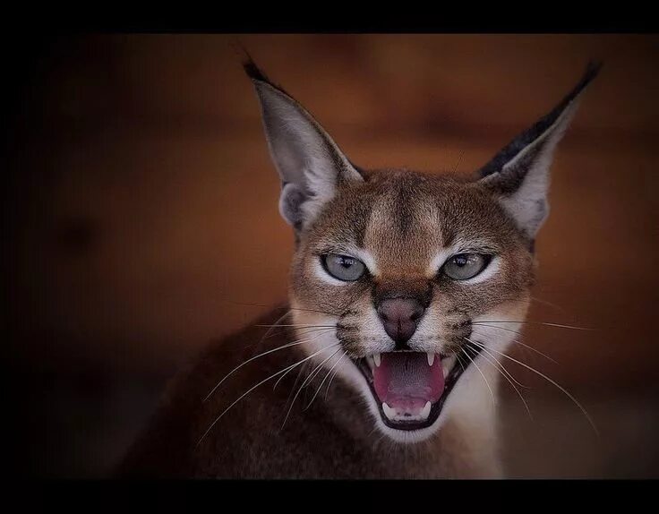 Кот каракал фото Caracal from Africa, related to the Lynx family Caracal cat, Wild cats, Caracal