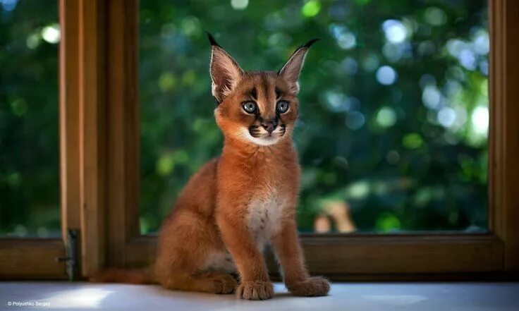 Кот каракал фото Caracal, Amazing and Exotic Feline as a Pet Small wild cats, Baby caracal, Rare 