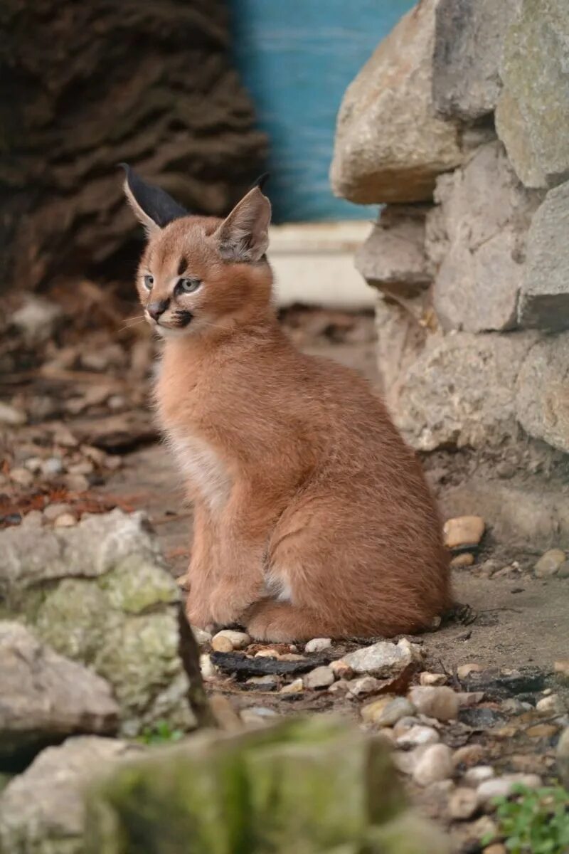 Кот каракал фото Каракал домашний котенок - картинки и фото koshka.top