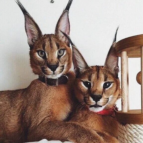 Кот каракал фото Пин на доске wild cats Котята, Милые котики, Животные