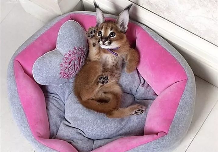 Кот каракал фото Котенок породы Каракал. Прелесть! - Животные - 236157 - Tabor.ru