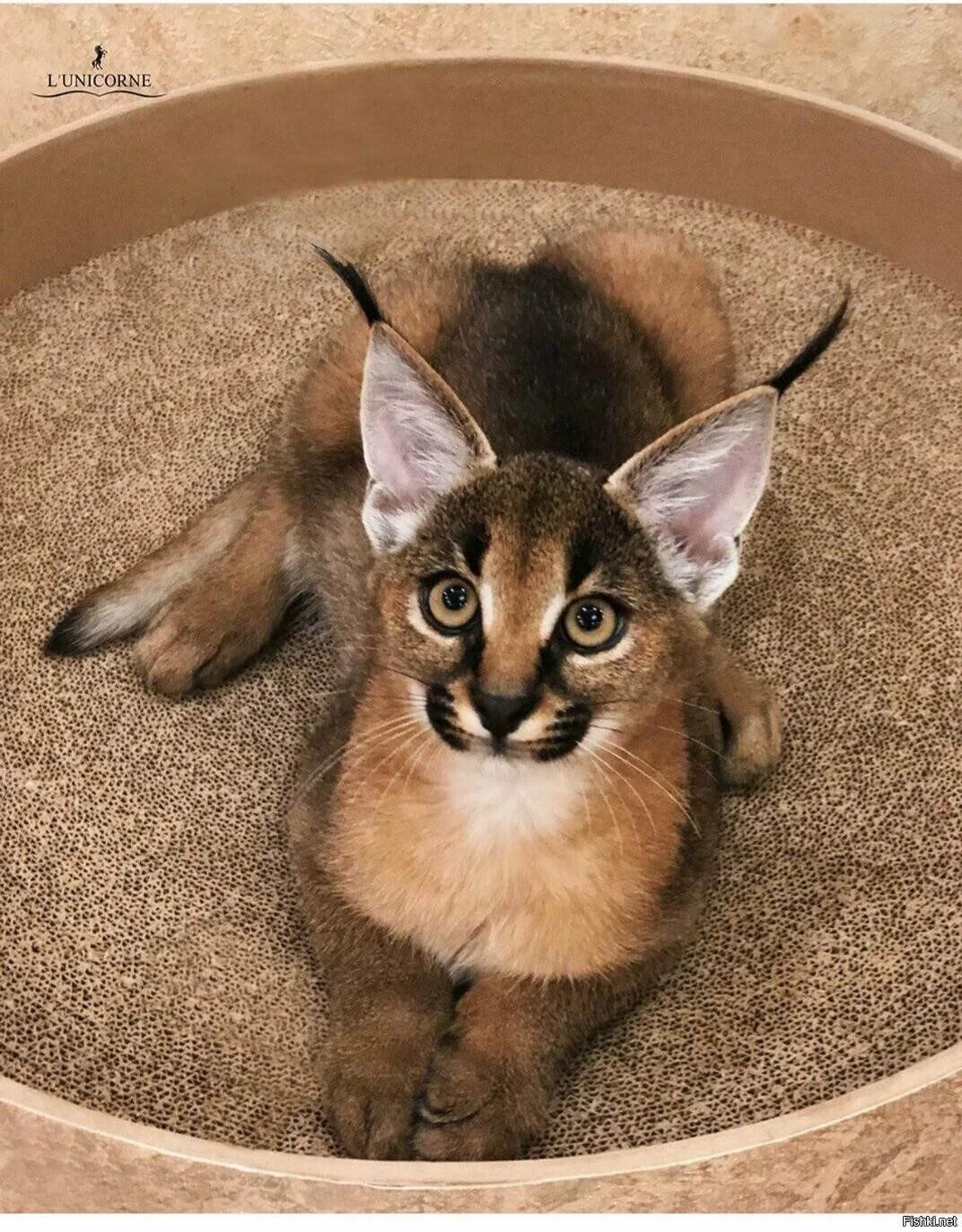 Кот каракал цена и фото Гибрид каракала и кошки 59 фото - ZooClever.ru