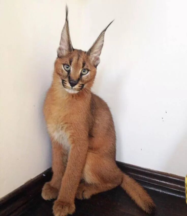 Кот каракал цена и фото Un bello caracal Caracal cat, Cat breeds, Pretty cats