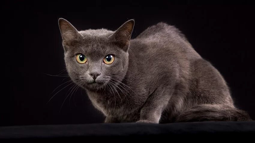 Кот карат фото Korat Cats Breed Appearance, Personality & History