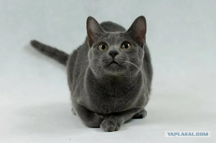 Кот карат фото С месяц назад подобрал на улице - ЯПлакалъ