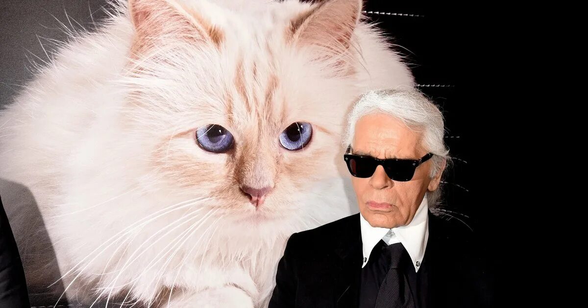Кот карла лагерфельда фото La chatte Choupette peut-elle hériter de la fortune de Karl Lagerfeld ? - Cosmop