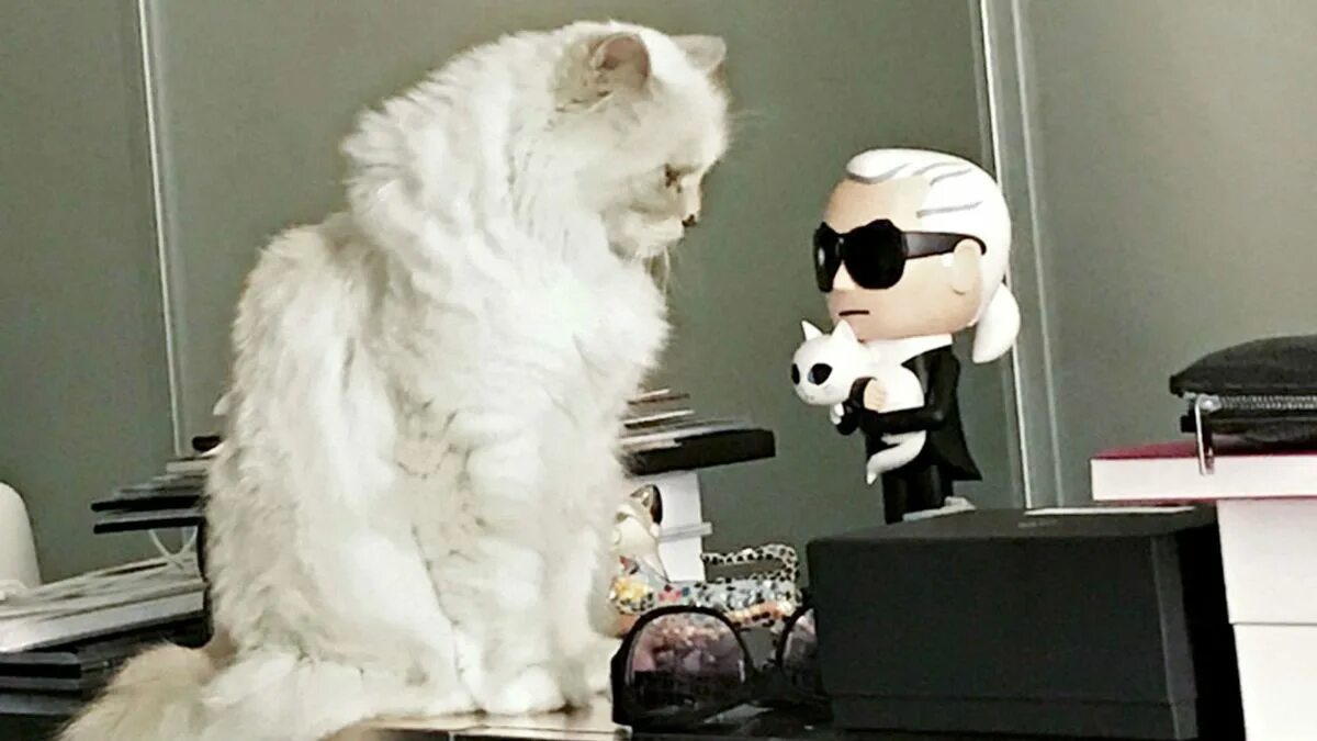 Кот карла лагерфельда фото So, Karl Lagerfeld's very extra cat Choupette is getting her own book Marie Clai