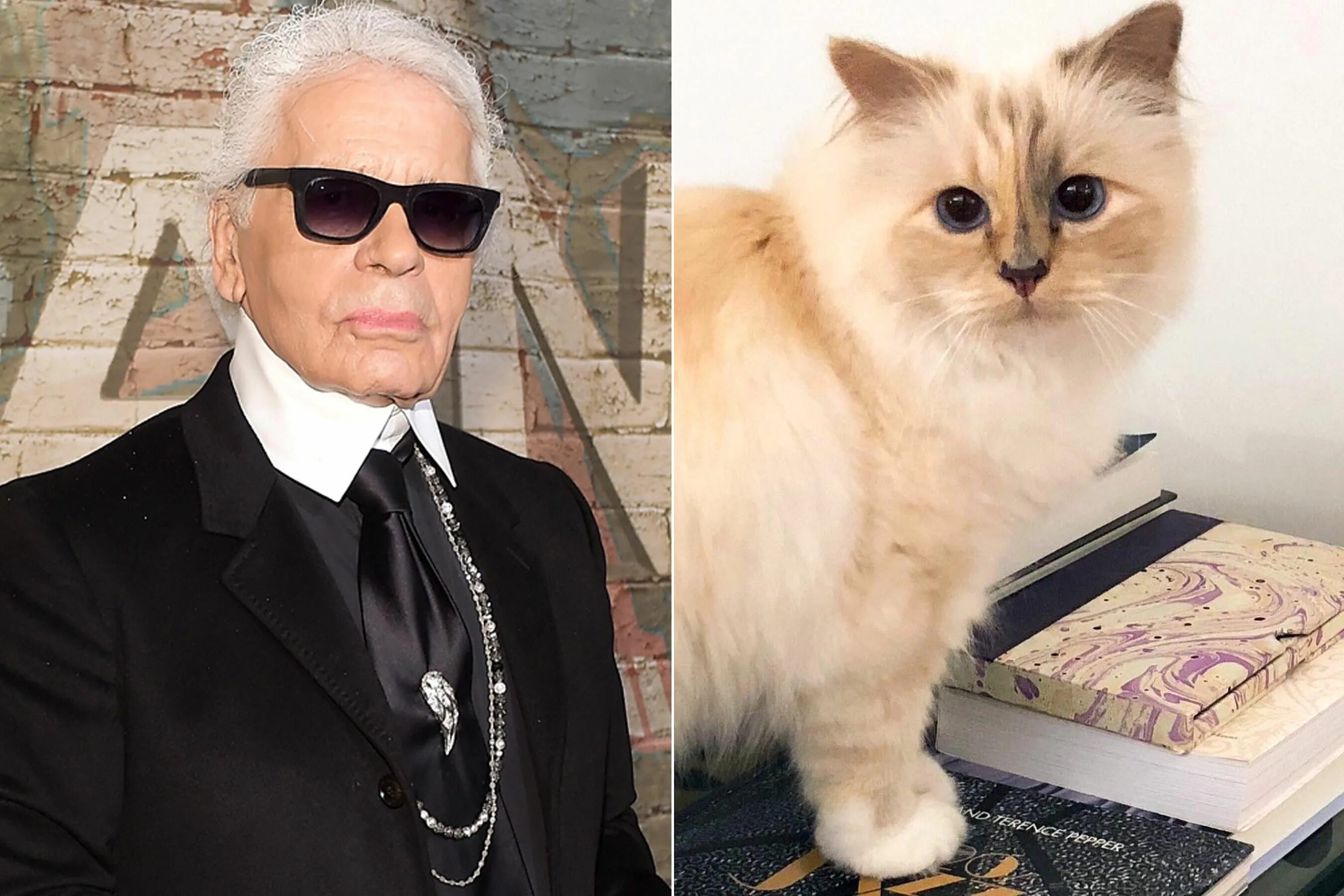 Кот карла лагерфельда фото What's Next For Karl Lagerfeld's Cat Choupette: 'She Is Choosing to Put Her Best