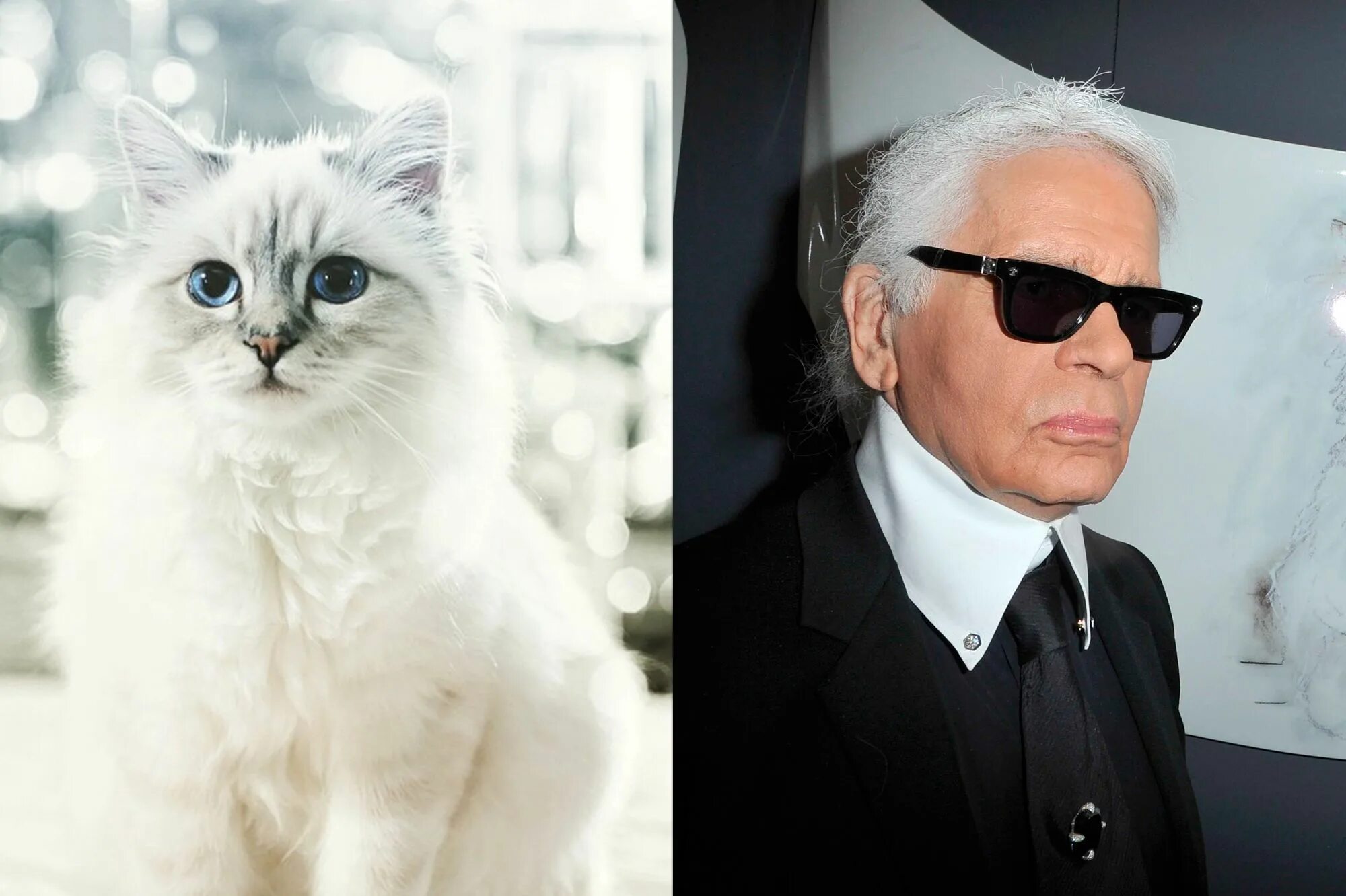 Кот карла лагерфельда фото Choupette Lagerfeld riche à millions - "Le chat le plus célèbre du monde"
