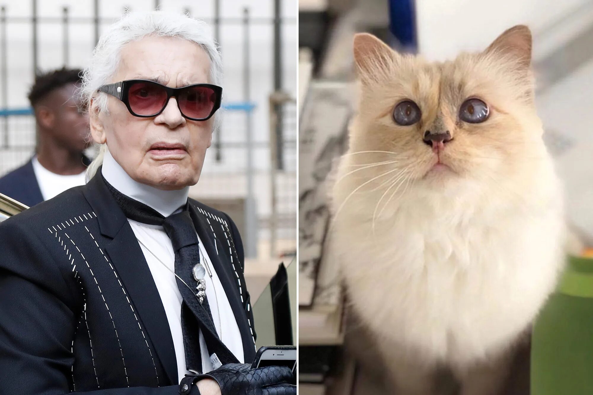 Кот карла лагерфельда фото Con altre band Menda City intensivo choupette lagerfeld cat Contenere pasta trit