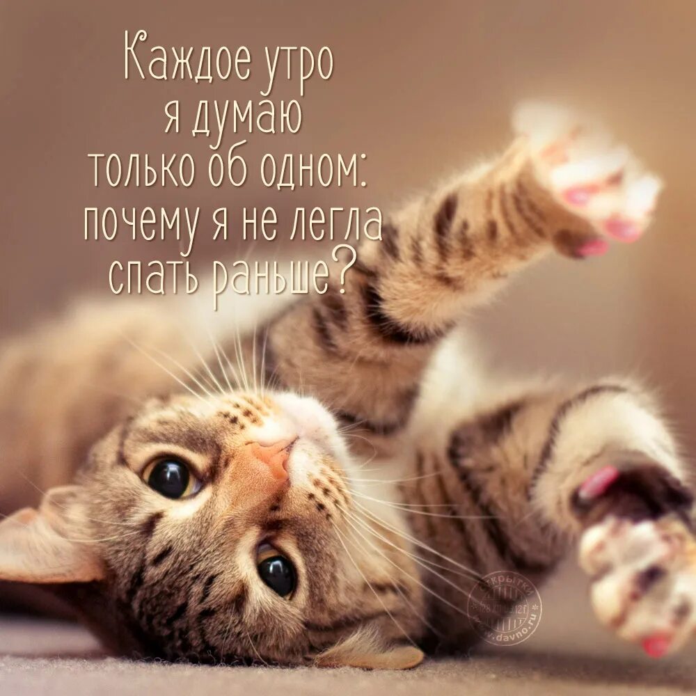 Кот картинки позитивные Совсем уже не каллиграфия. Дояркины записки на манжетах. Блог Медина_Ольга на Fe