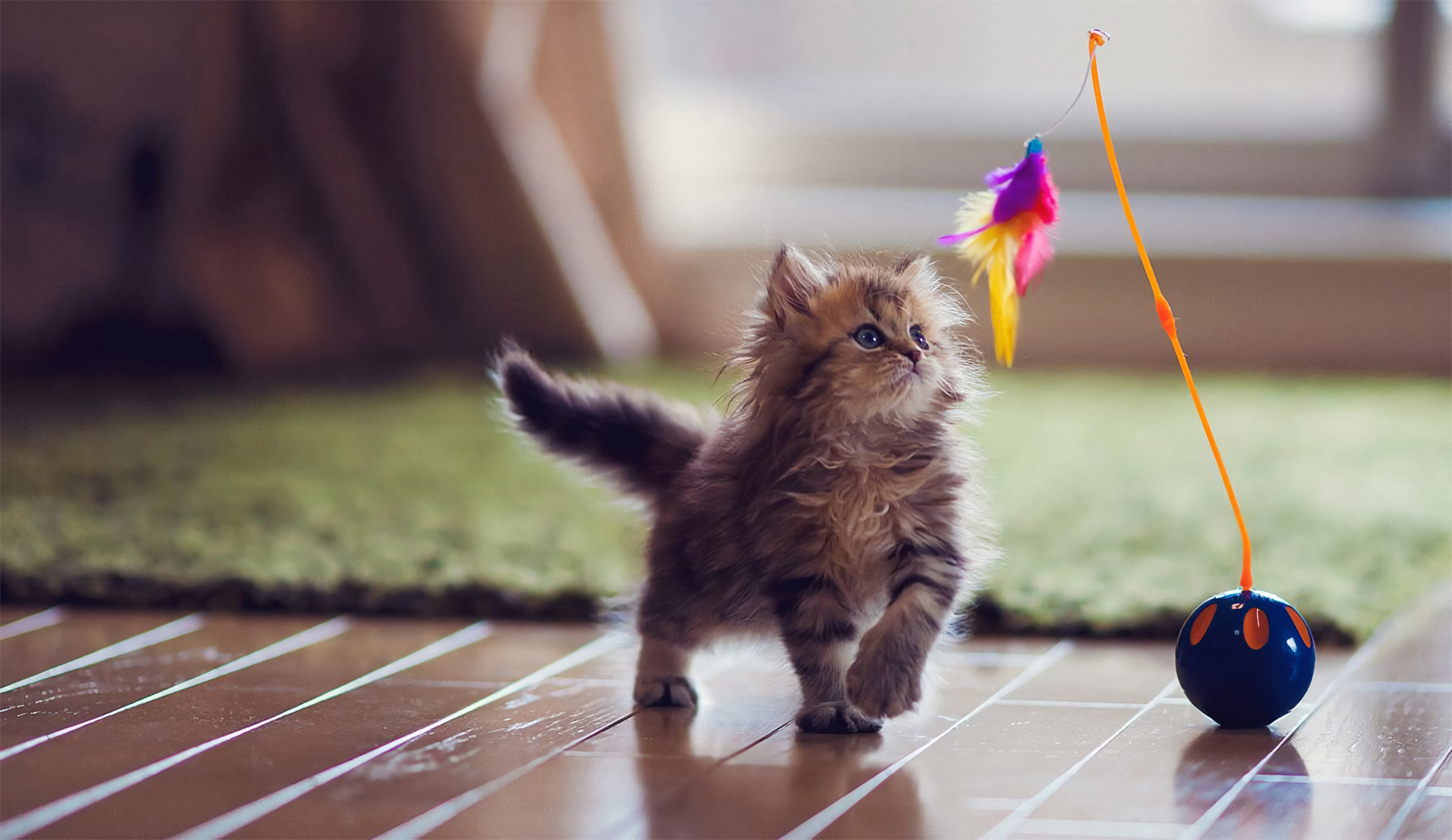 Кот картинки позитивные Как правильно воспитывать котенка