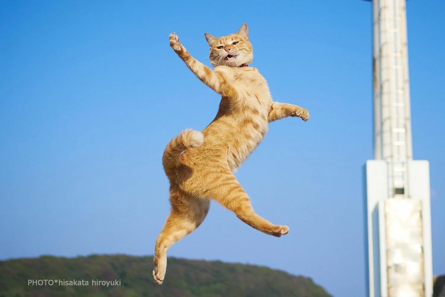 Кот картинки позитивные Pin by NathaNott Nott on ZO_oS Russian blue cat, Dancing cat, Cat pics