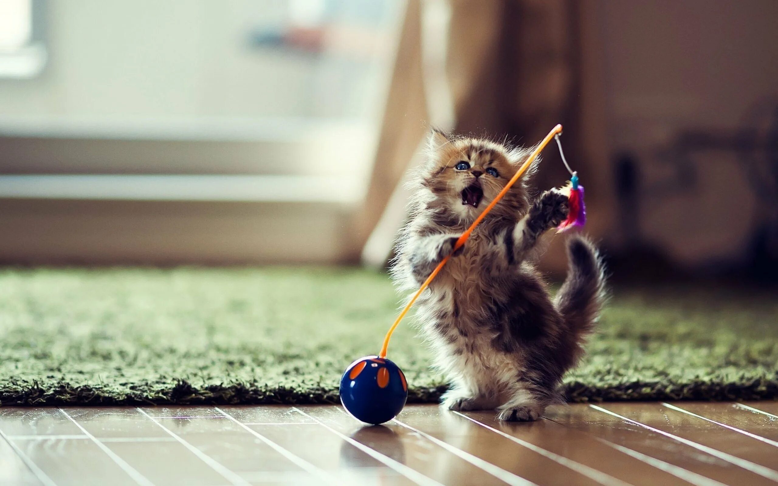 Кот картинки позитивные Wallpaper : 2560x1600 px, animal, baby, cat, cute, Kitty 2560x1600 - wallpaperUp
