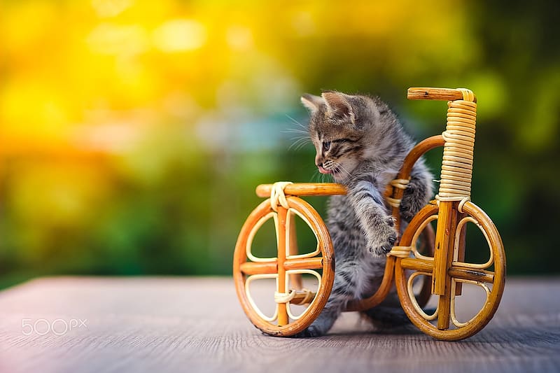 Кот картинки позитивные 5120x2880px, 5K free download Cats, Cat, Kitten, Animal, Bicycle, Cute, Baby Ani