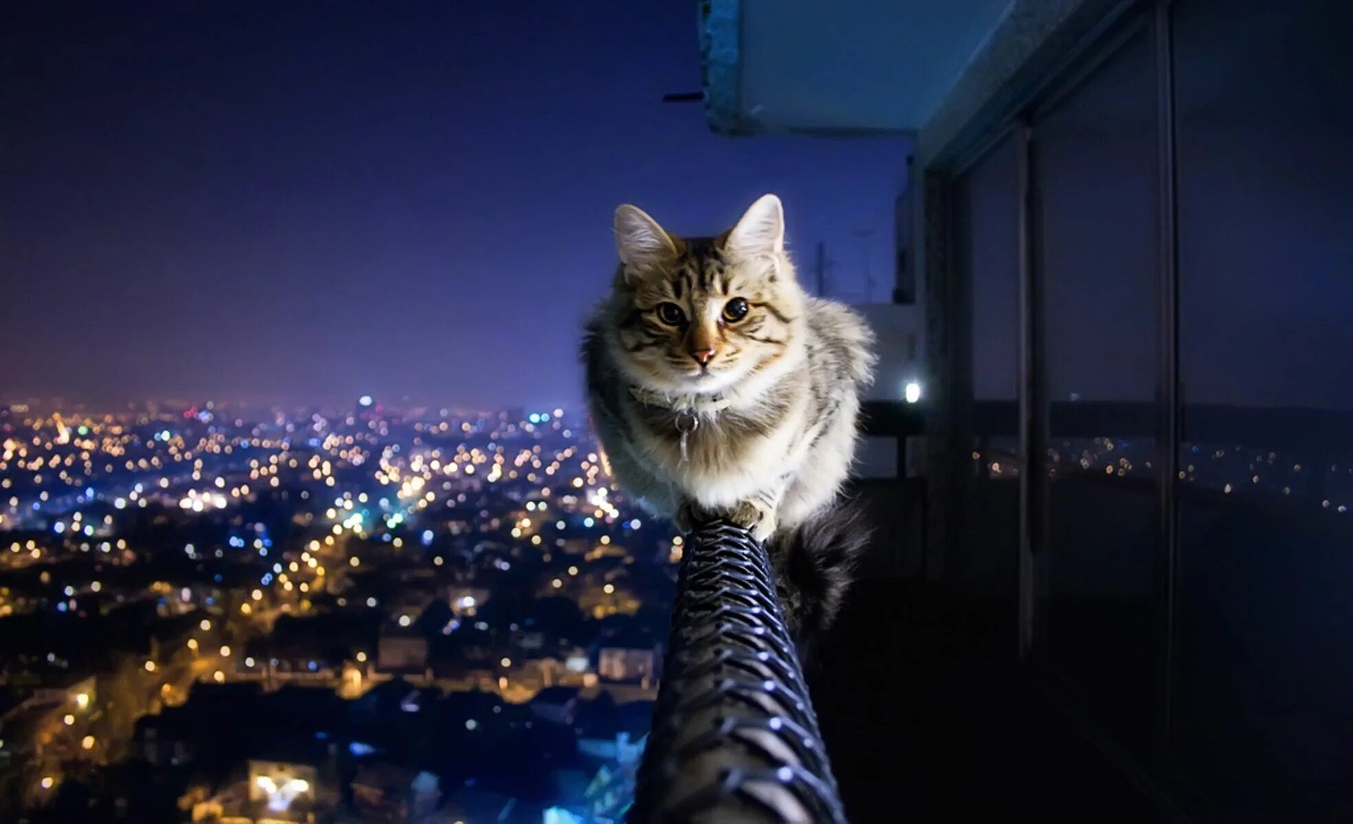 Кот картинки позитивные Poise.... Ausblick, Katzen, Sprüche