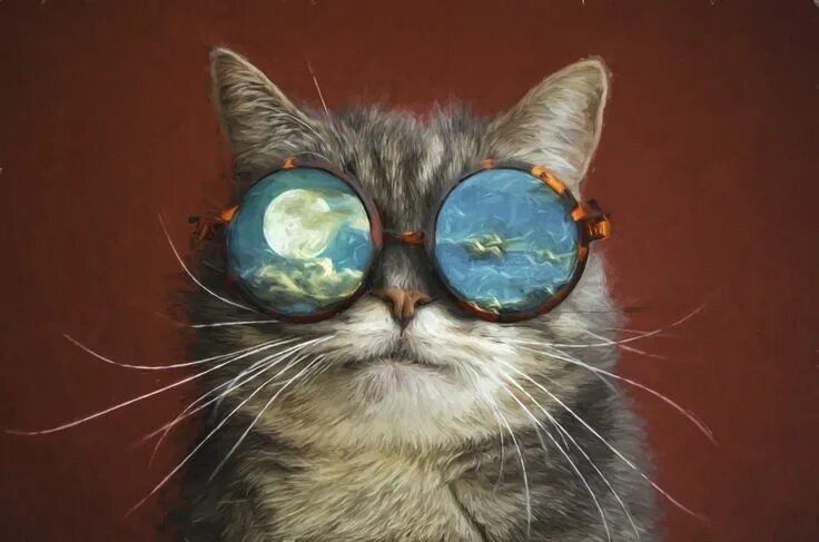 Кот картинки позитивные Funny, sunglasses, cat's muzzle wallpaper Image cat, Cats, Cat posters