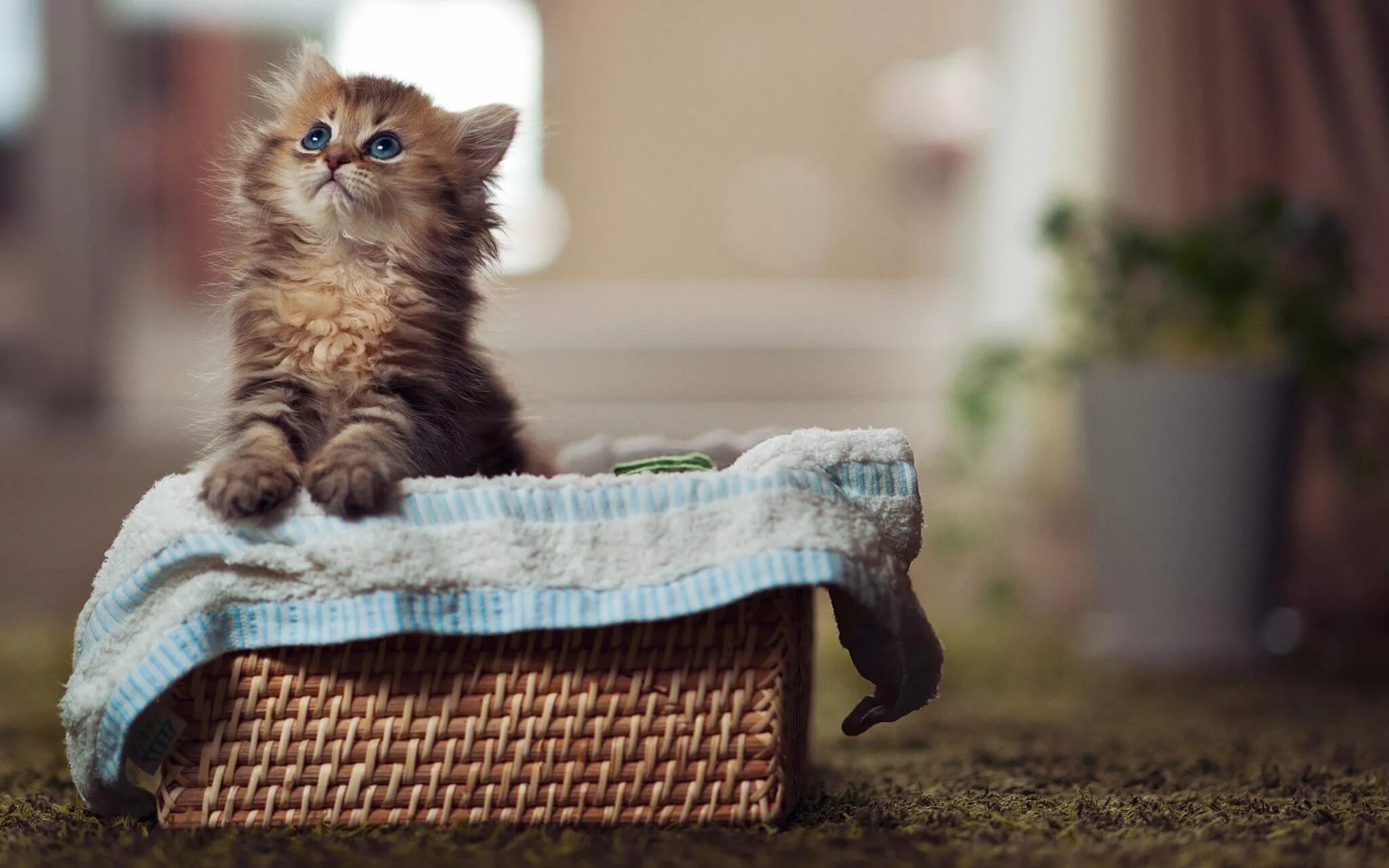 Кот картинки позитивные обои : природа, Котенок, Млекопитающее, Позвоночный, Кошка как млекопитающее, От