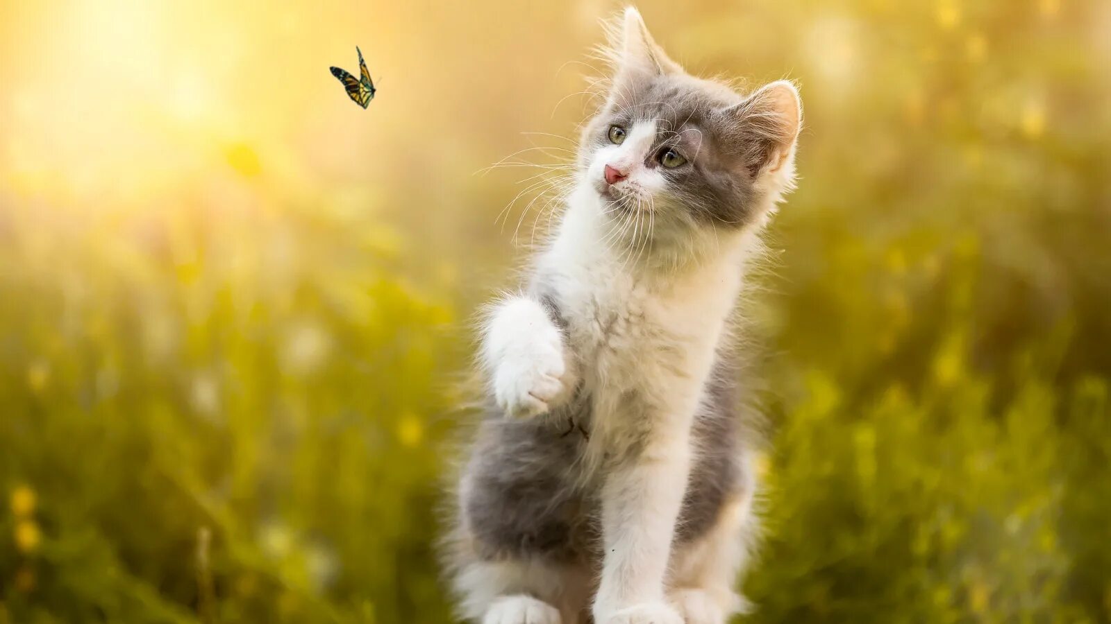 Кот картинки позитивные Скачать обои природа, животное, бабочка, камень, котёнок, боке, раздел кошки в р