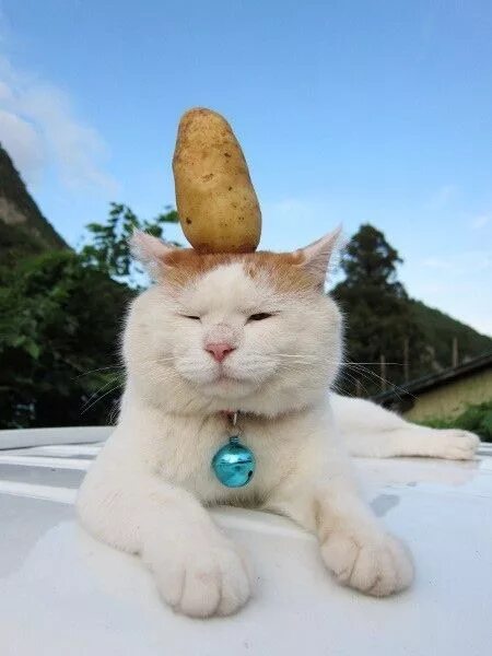 Кот картошка фото Cats Love Potatoes More Than You Ever Will Cute cats, Cats and kittens, Cats