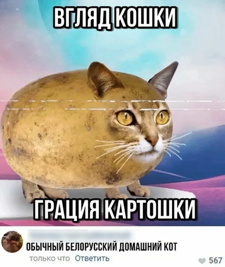Кот картошка фото вглад кошки грация картошки