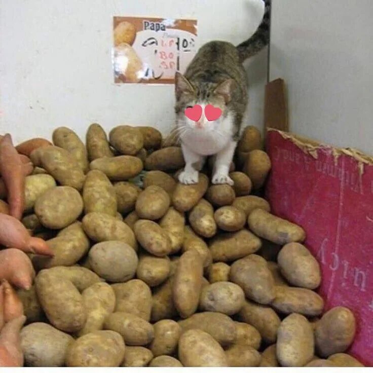 Кот картошка фото Épinglé par des sur cool cats