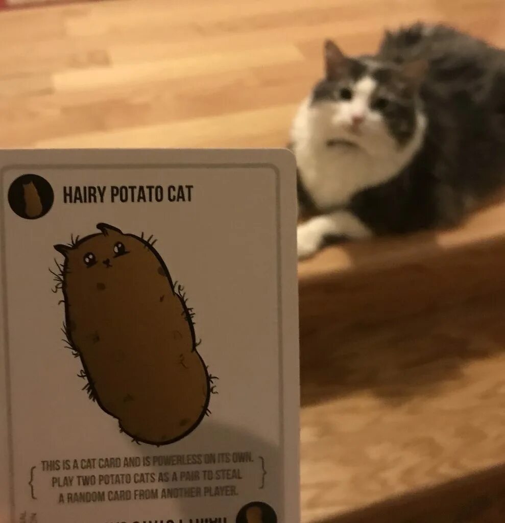 Кот картошка фото Just found out my cat is the hairy potato cat from exploding kittens - Album on 