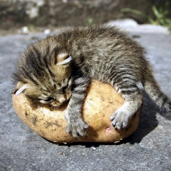 Кот картошка фото When you love tato Funny animal pictures, Cute cats, Funny animal memes