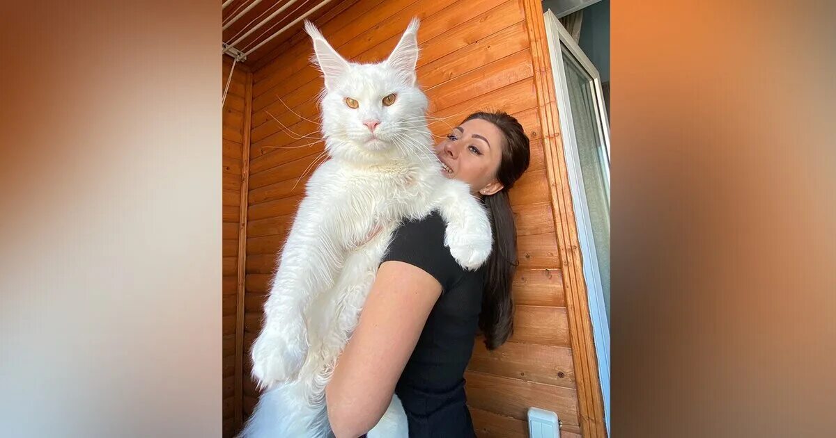 Кот кефир из старого оскола фото Хозяйка гигантского мейн-куна из Старого Оскола рассказала о собачьих привычках 