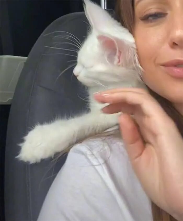 Кот кефир из старого оскола фото Gato gigante está viralizando na internet e se aproxima dos 15 quilos