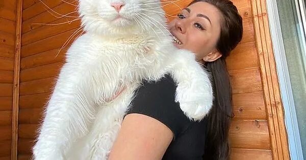 Кот кефир из старого оскола фото Meet Kefir, the giant Maine Coon Cat from Russia - Album on Imgur